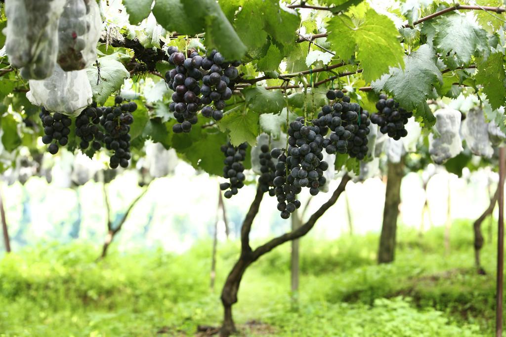 Pataleban Vineyard