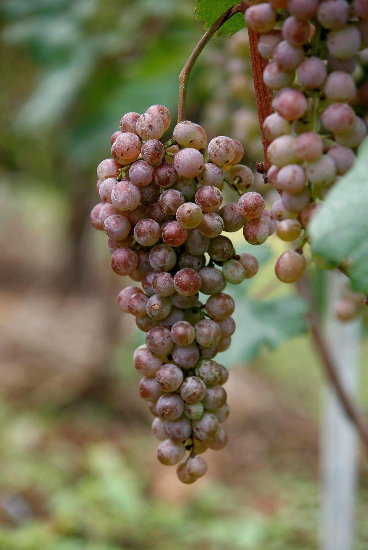 Pataleban Vineyard 3* Kathmandu