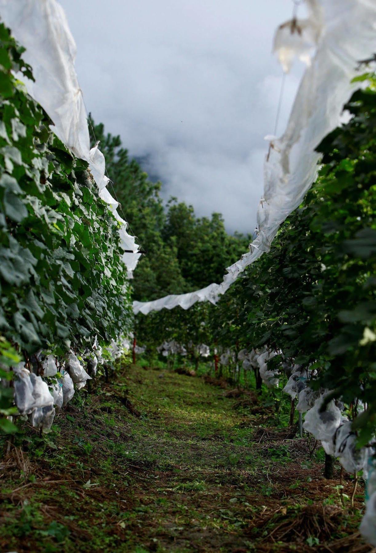 Resort Pataleban Vineyard 3*