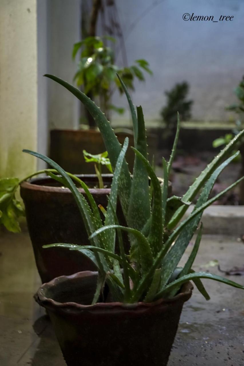 Lemon Tree & Home-stay Apartment
