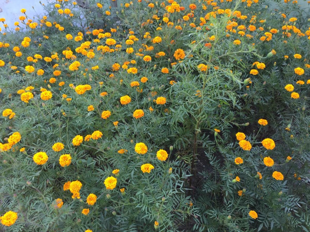 Eco Homestay Kathmandu