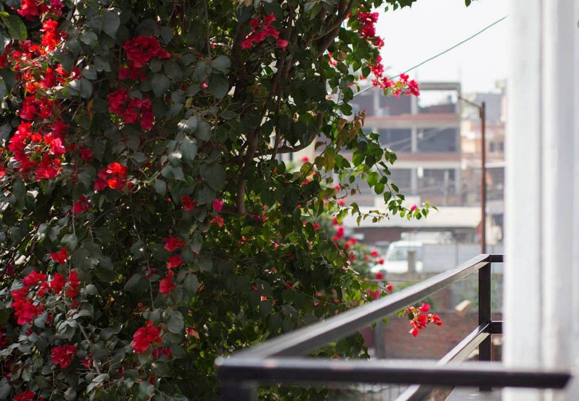 Bed & Breakfast Le Rhododendron D'hotes Kathmandu