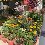 Palmo Holiday Apartments