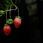 Prakriti Resort And Organic Farm Pvt. Ltd.