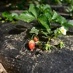 Prakriti Resort And Organic Farm Pvt. Ltd.
