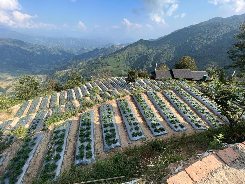 Farm stay Prakriti And Organic Farm Pvt. Ltd. *