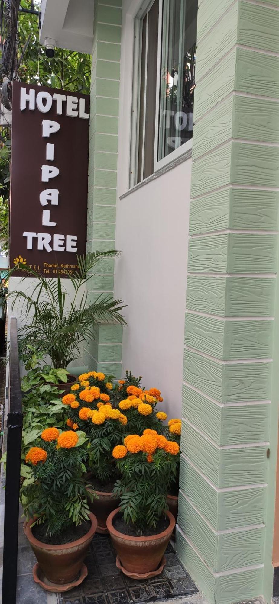 Pipal Tree Kathmandu
