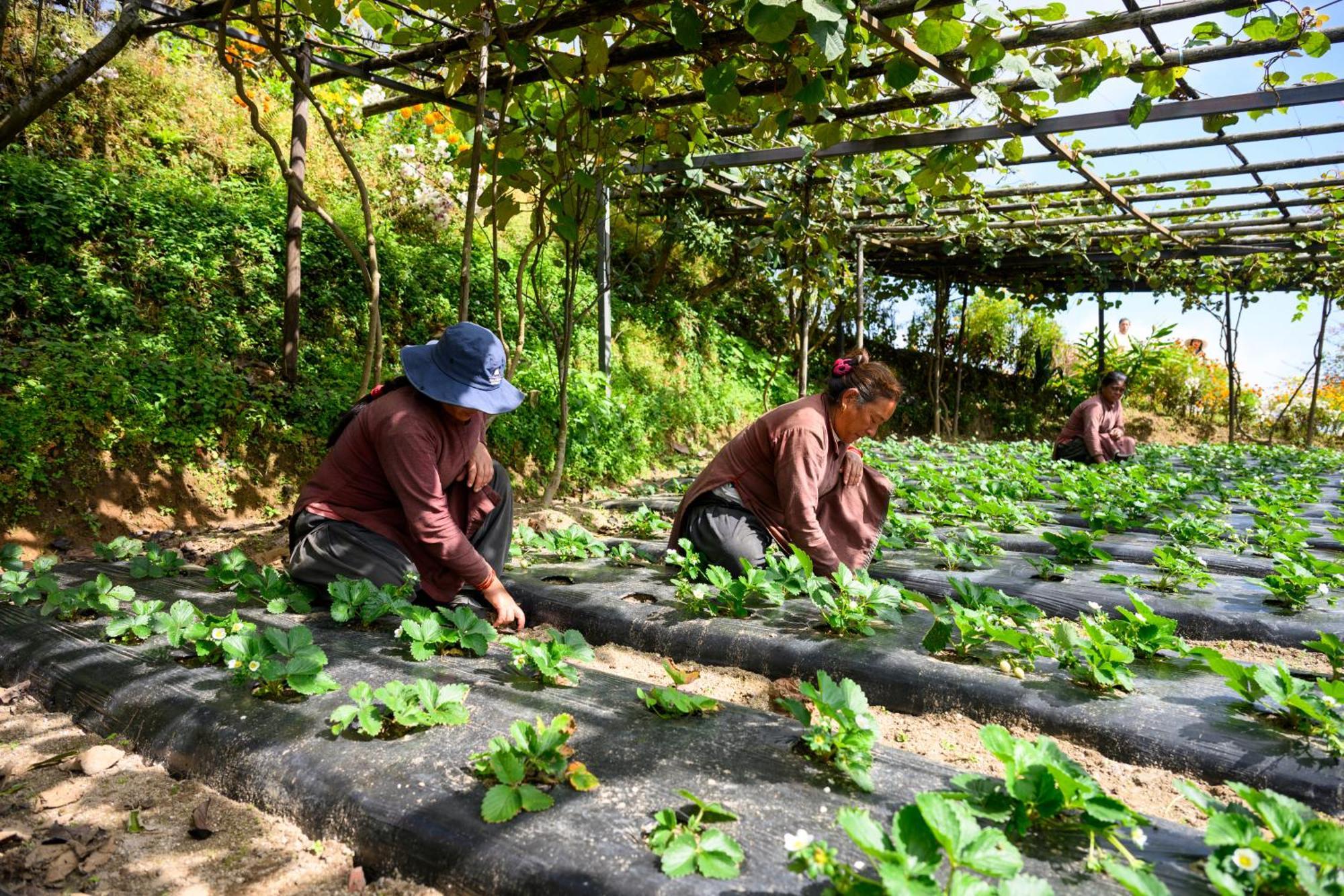 Farm stay Prakriti And Organic Farm Pvt. Ltd. Kathmandu