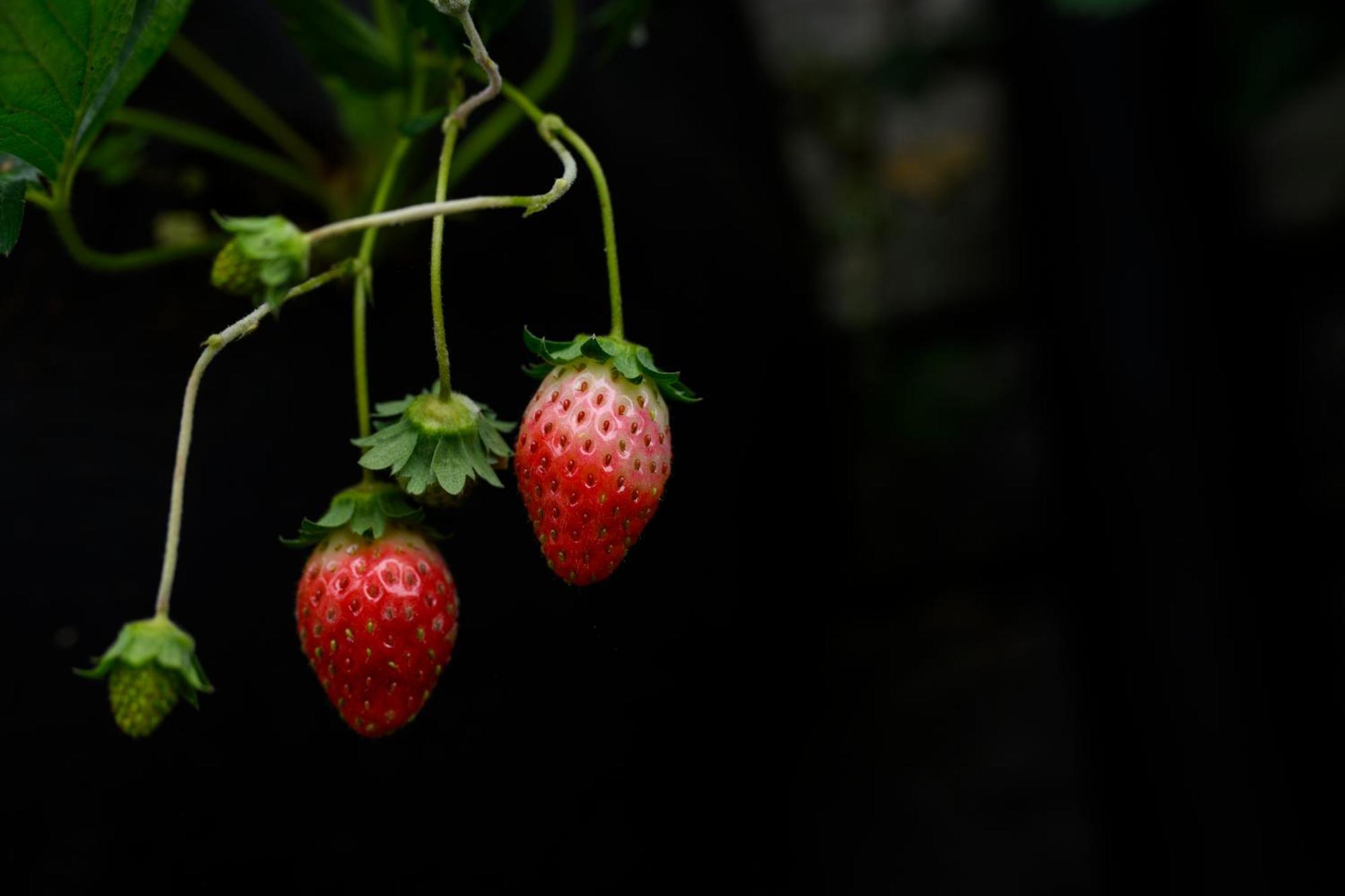 Prakriti And Organic Farm Pvt. Ltd. *