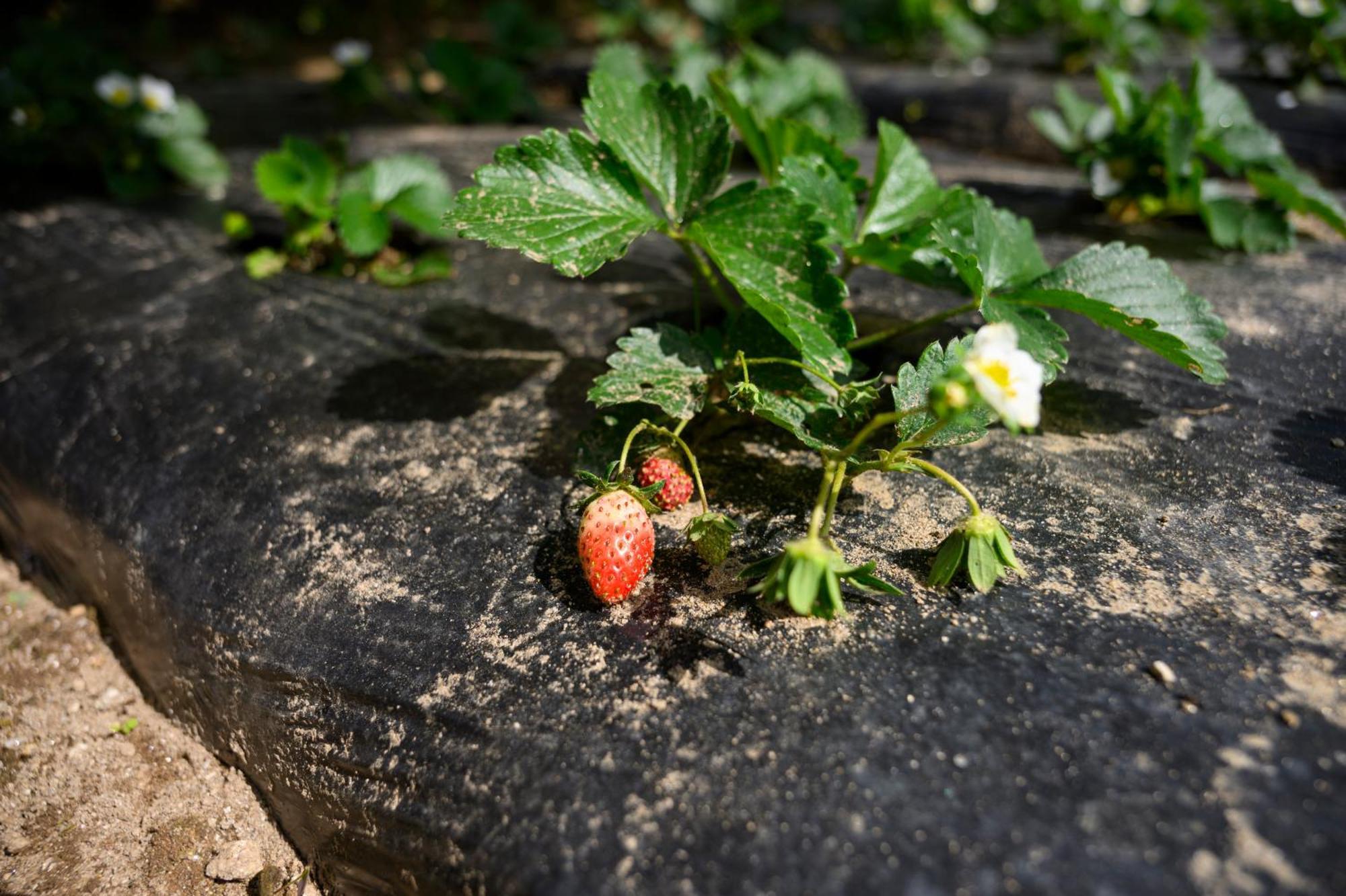 Farm stay Prakriti And Organic Farm Pvt. Ltd. Kathmandu