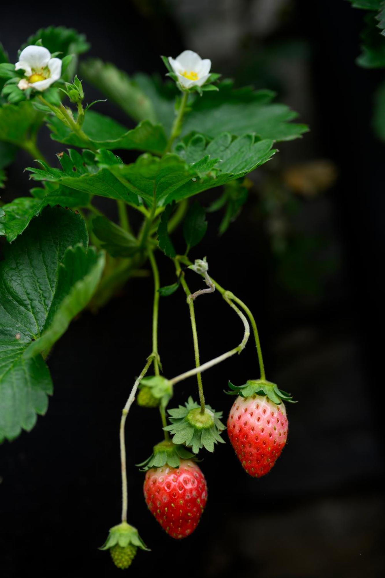 Farm stay Prakriti And Organic Farm Pvt. Ltd. Kathmandu