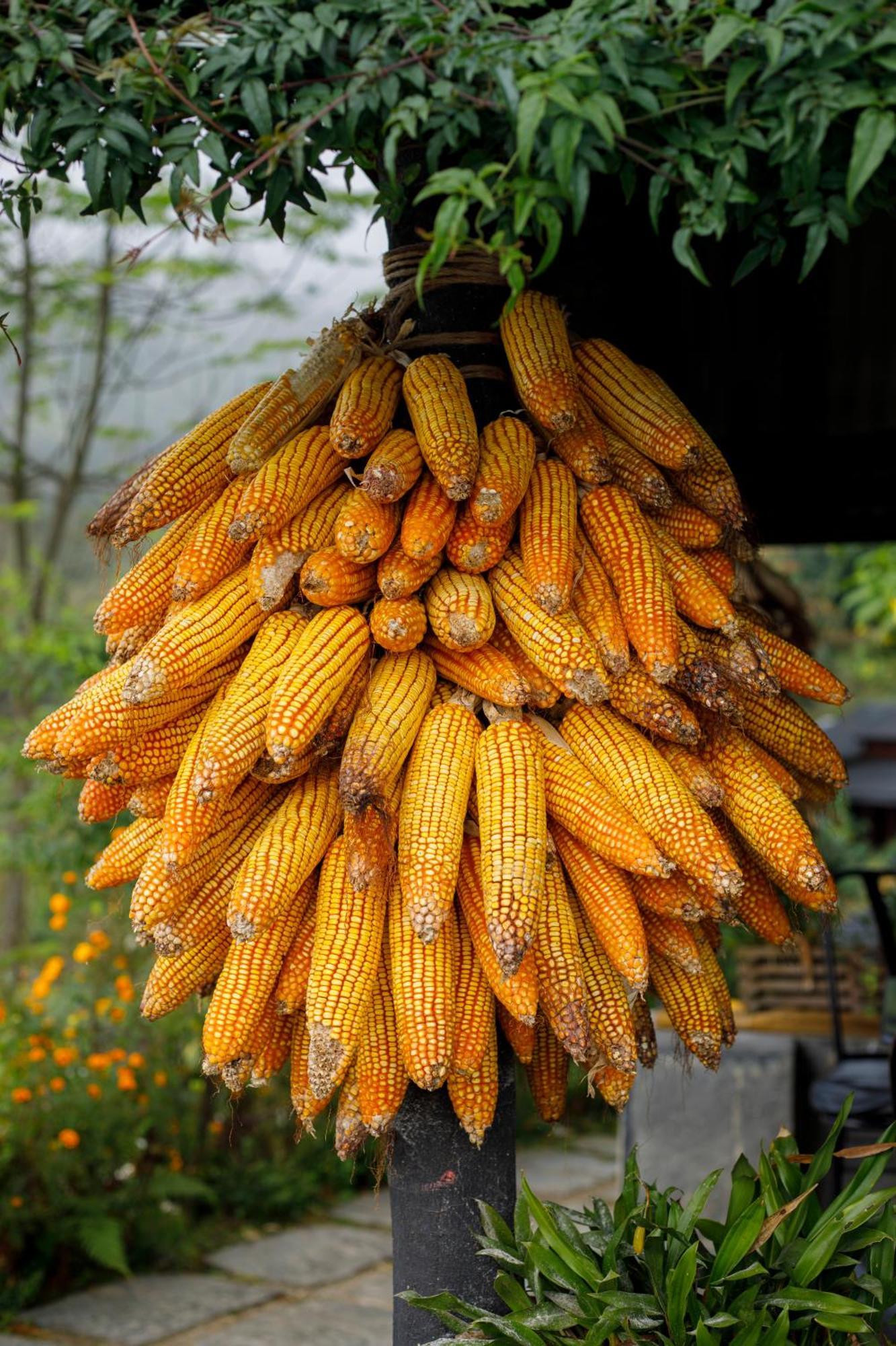 Prakriti And Organic Farm Pvt. Ltd. *