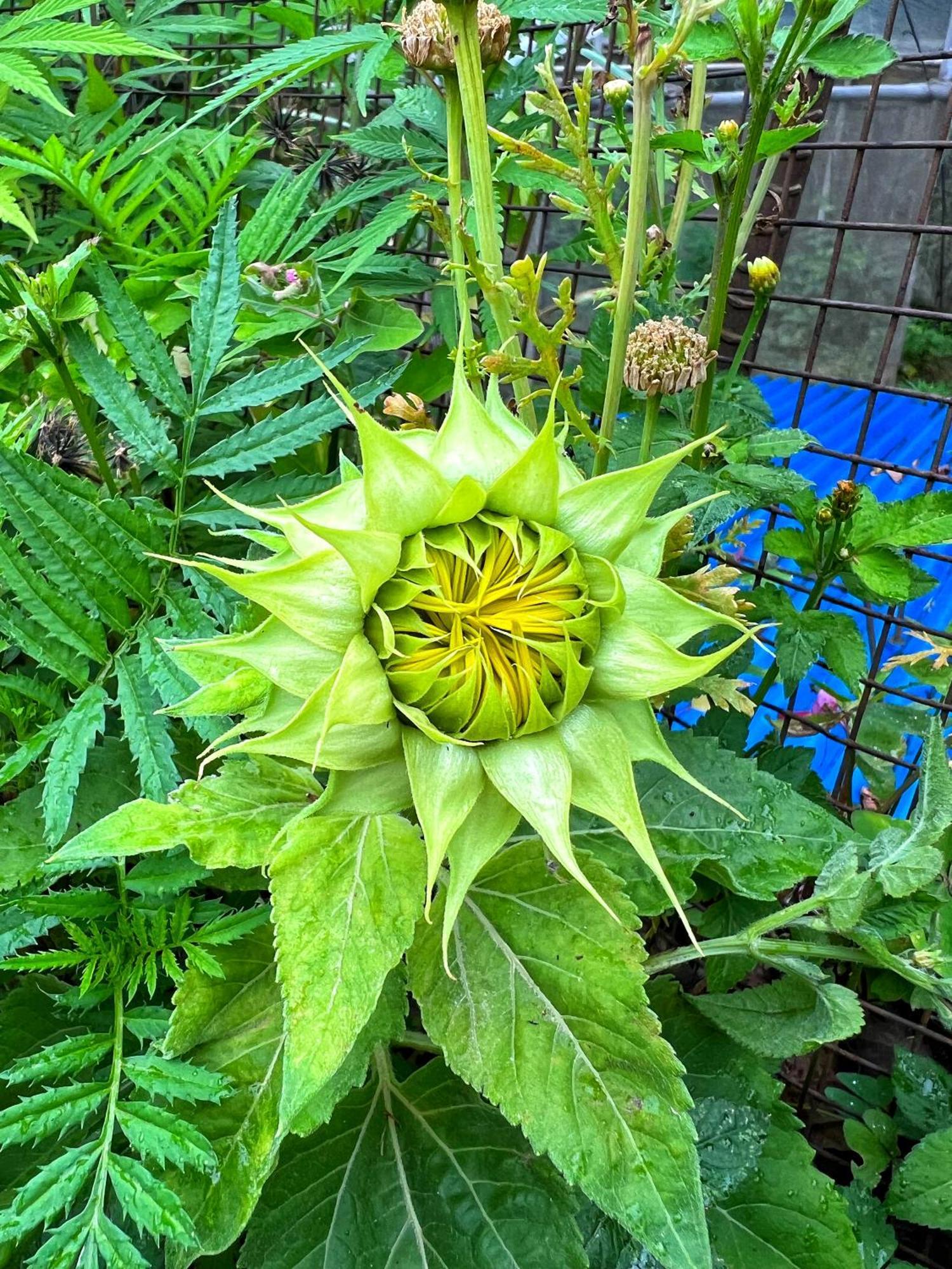Joy Source Farm stay