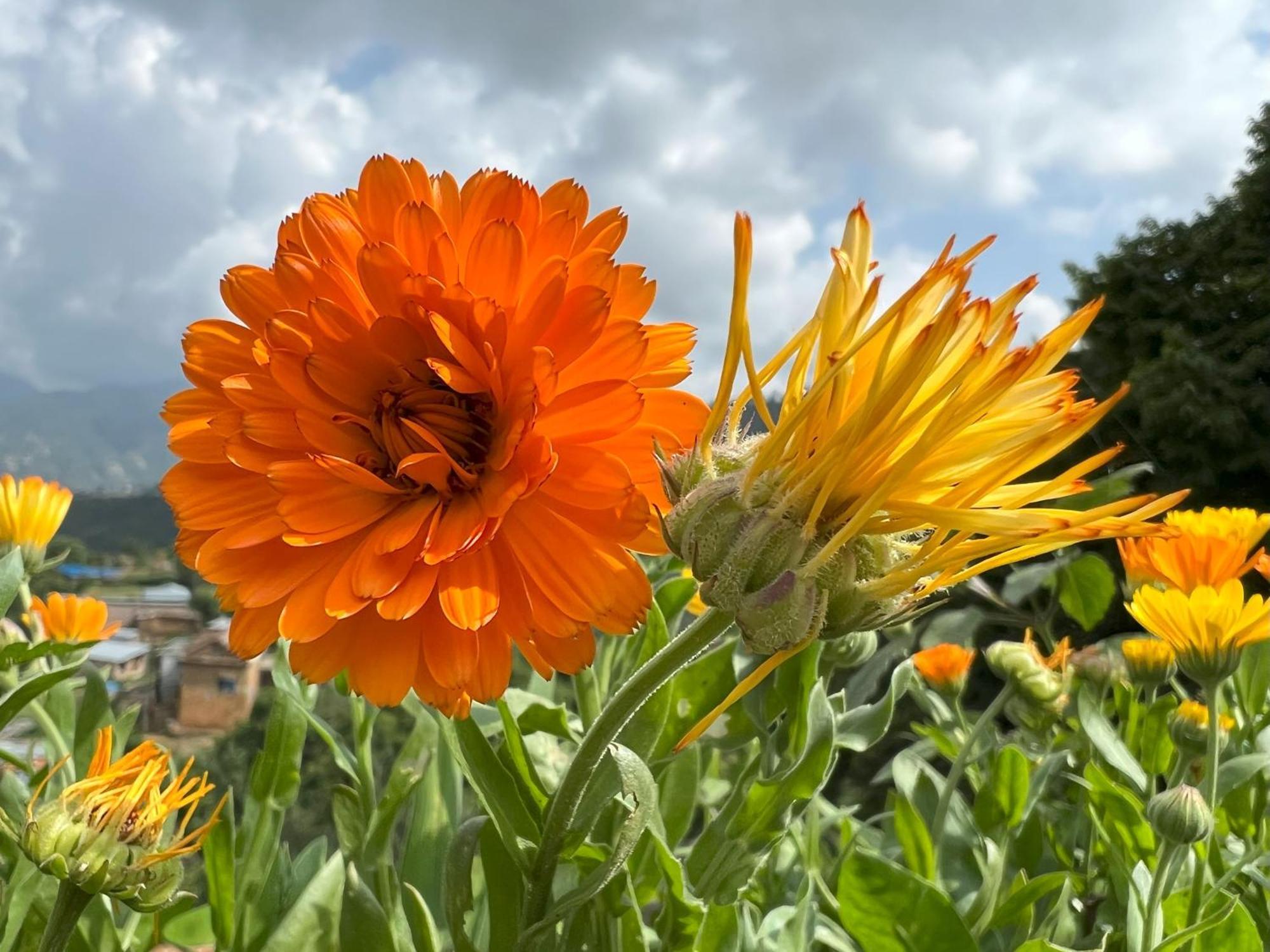 Joy Source Farm stay Kathmandu