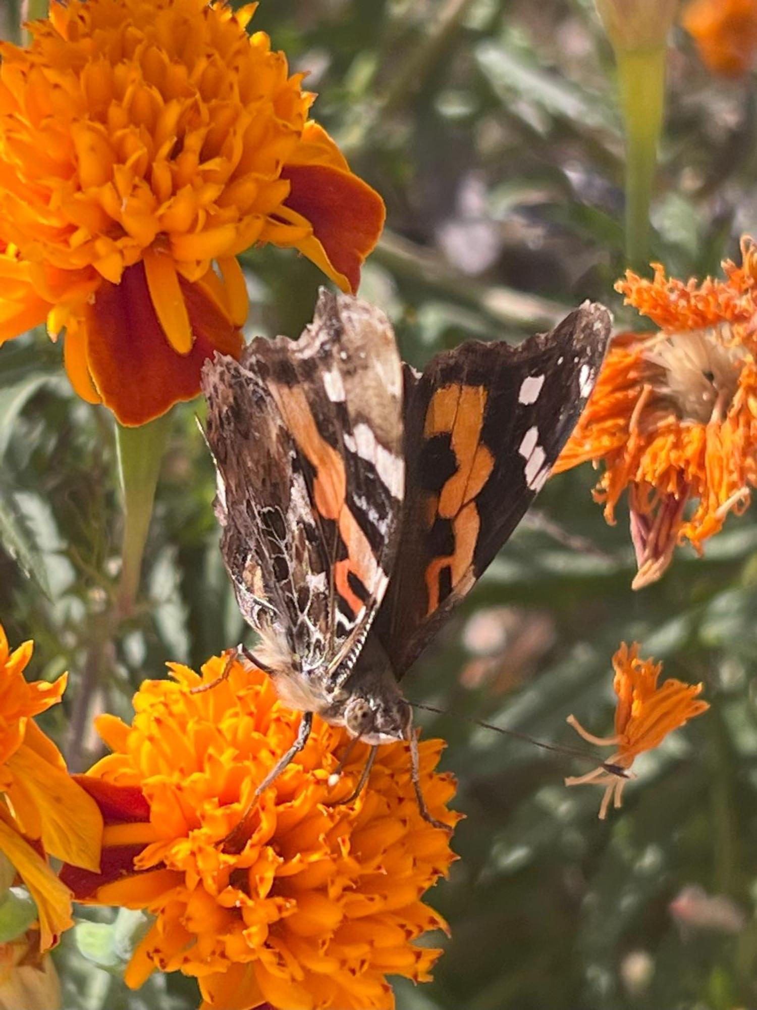 Farm stay Joy Source Kathmandu