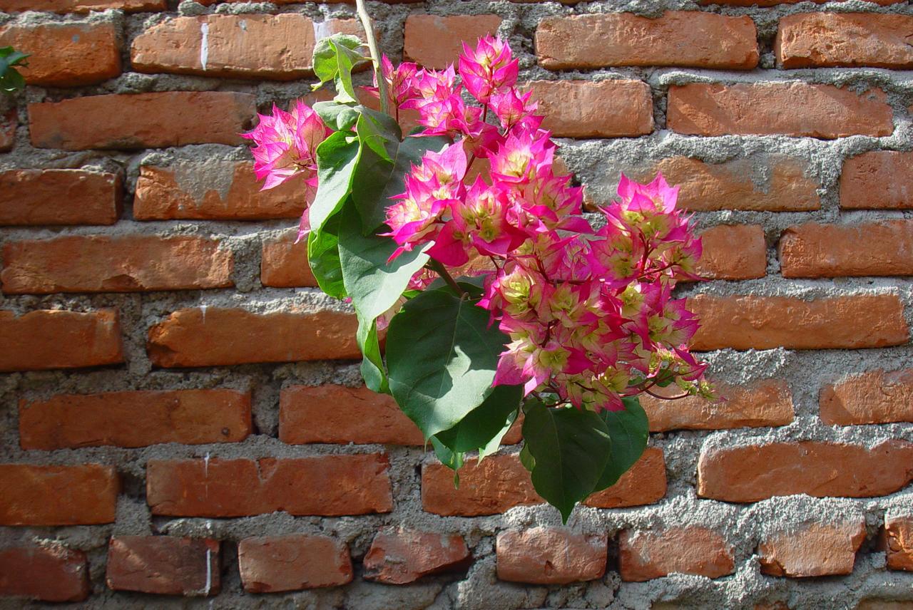 Bravo Kathmandu
