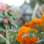 Mount Annapurna Guest House