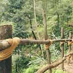 Bunjungle Adventures