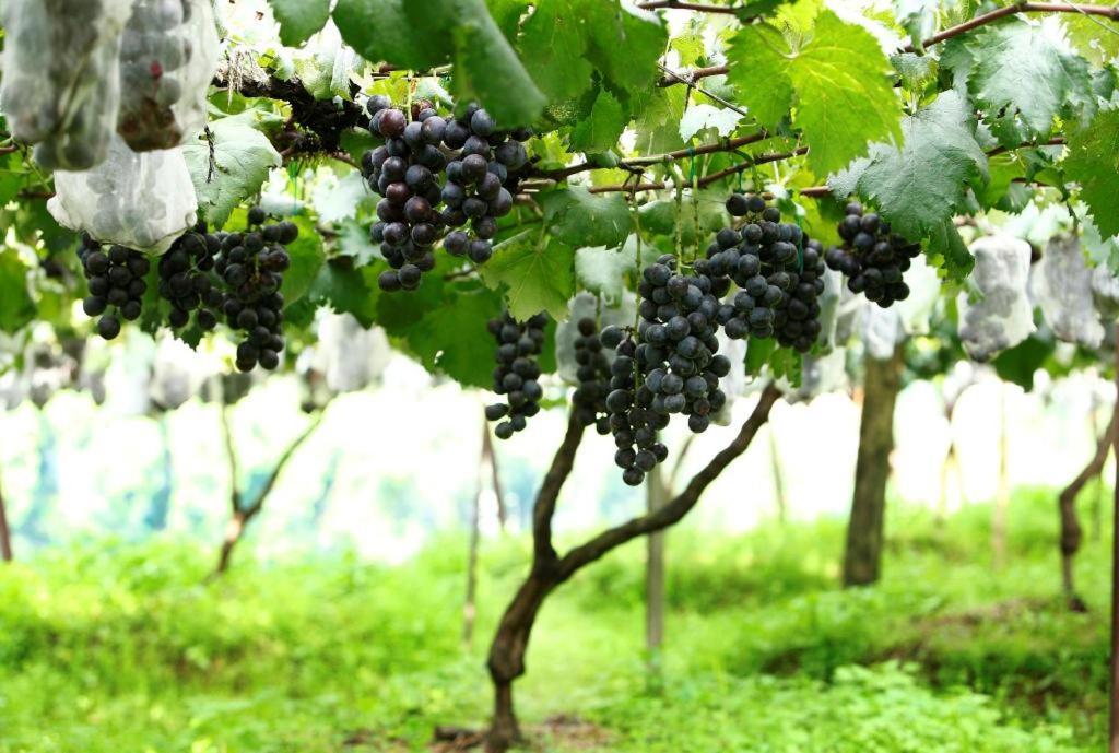 Resort Pataleban Vineyard Kathmandu
