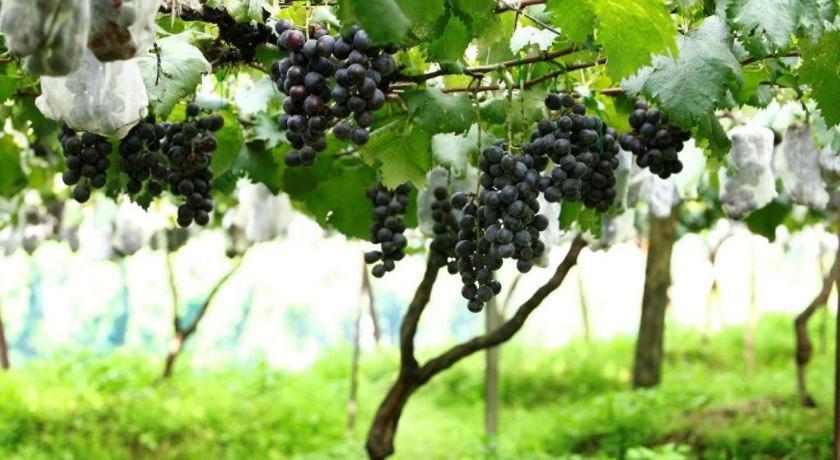 Resort Pataleban Vineyard 2*