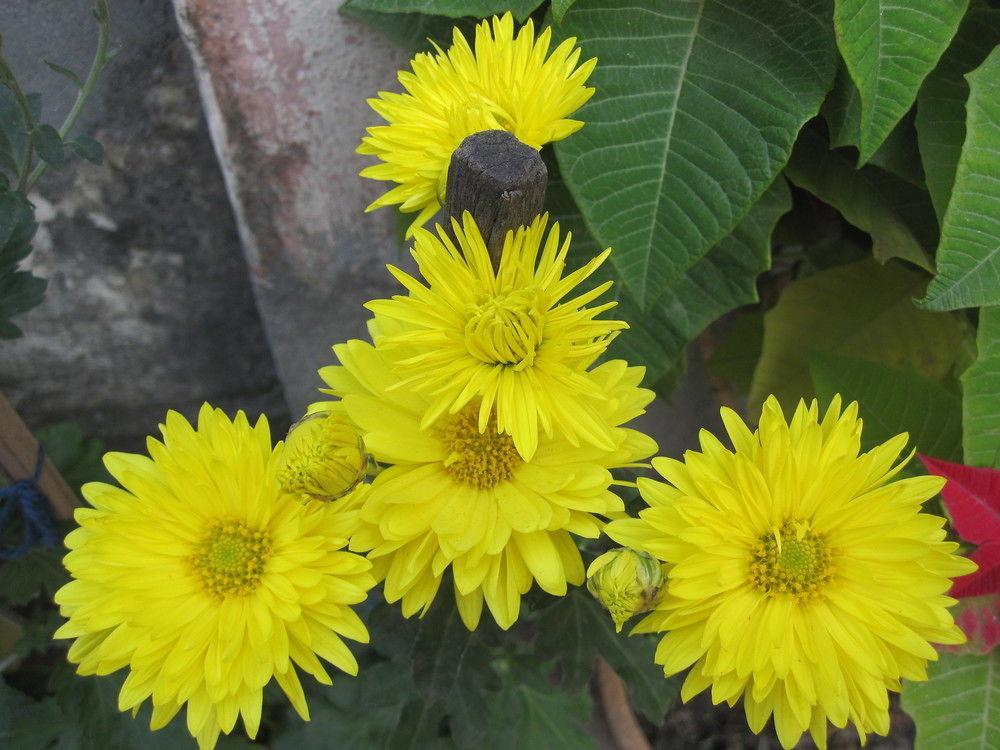 Tasi Dhargey Kathmandu