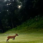 Gokarna Forest Resort
