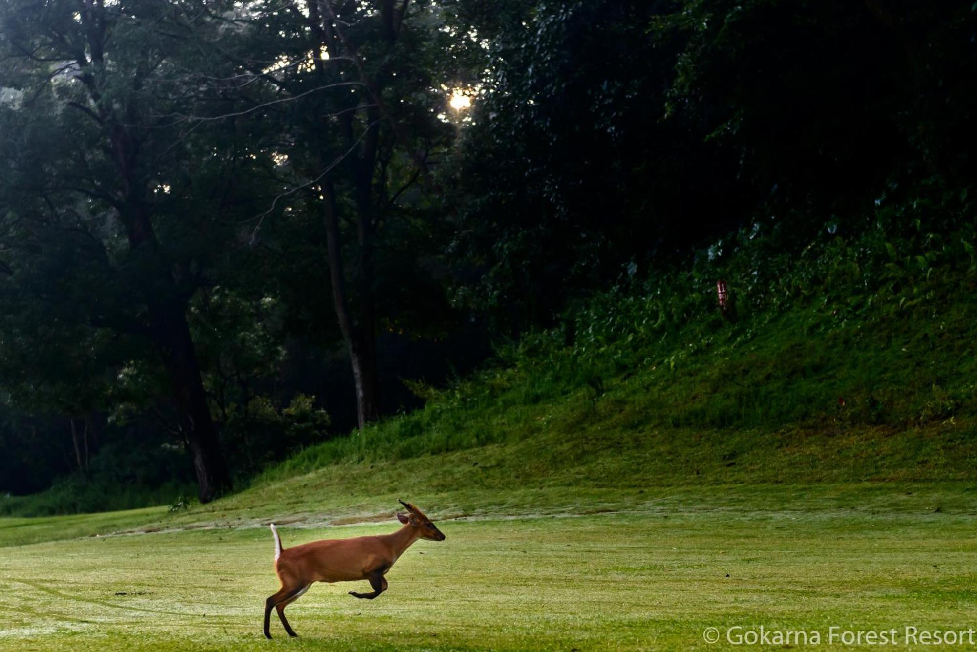 Gokarna Forest