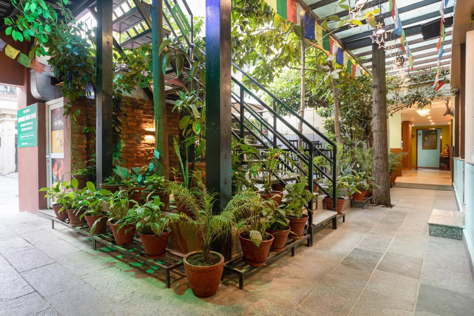 Oasis