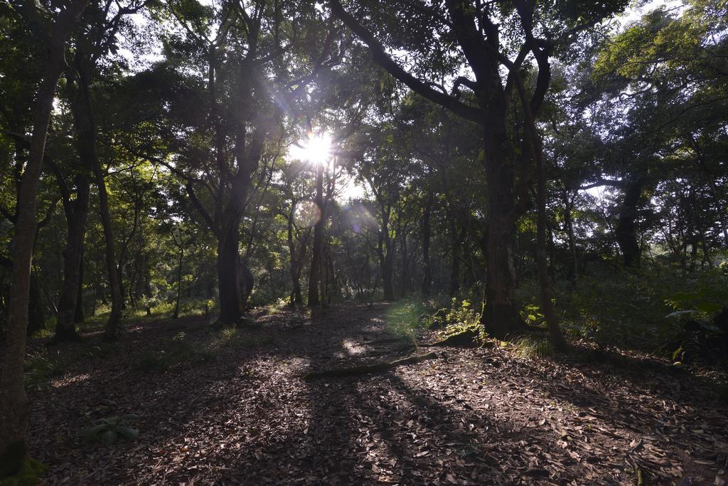Resort Gokarna Forest 5*