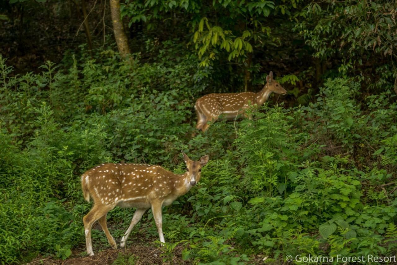 Gokarna Forest Resort